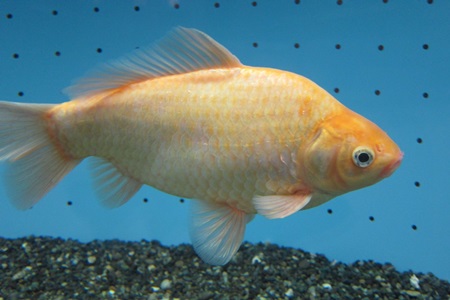 体長２５ｃｍの奇跡の金魚